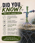 DID YOU KNOW? | Laminin-Protein Facts