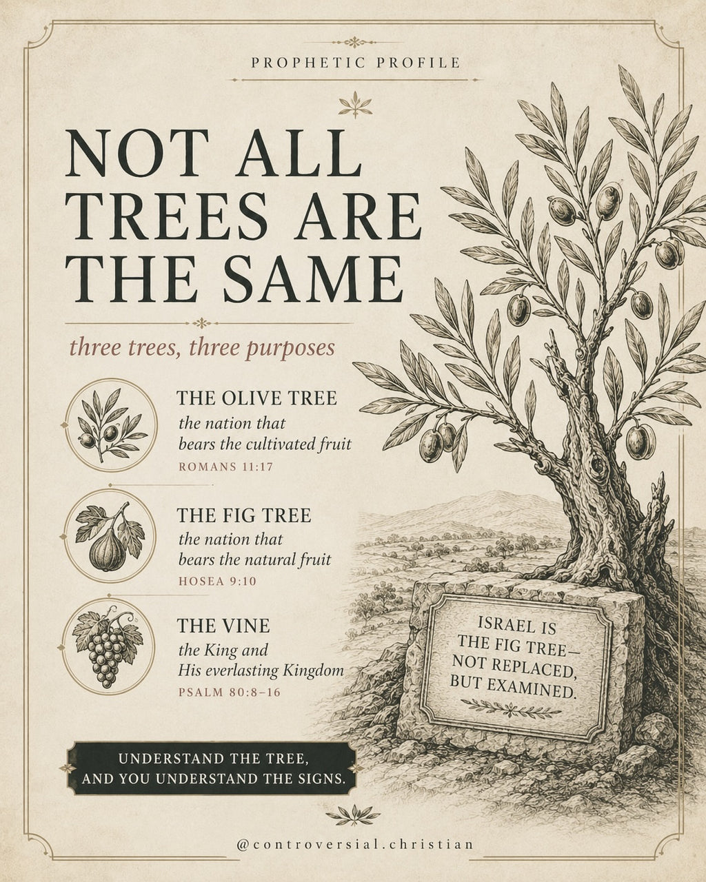 PROPHETIC PROFILE | The Olive Tree