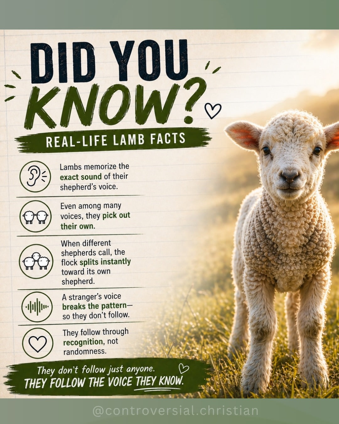 DID YOU KNOW? | Lambs + their Shepherd Facts
