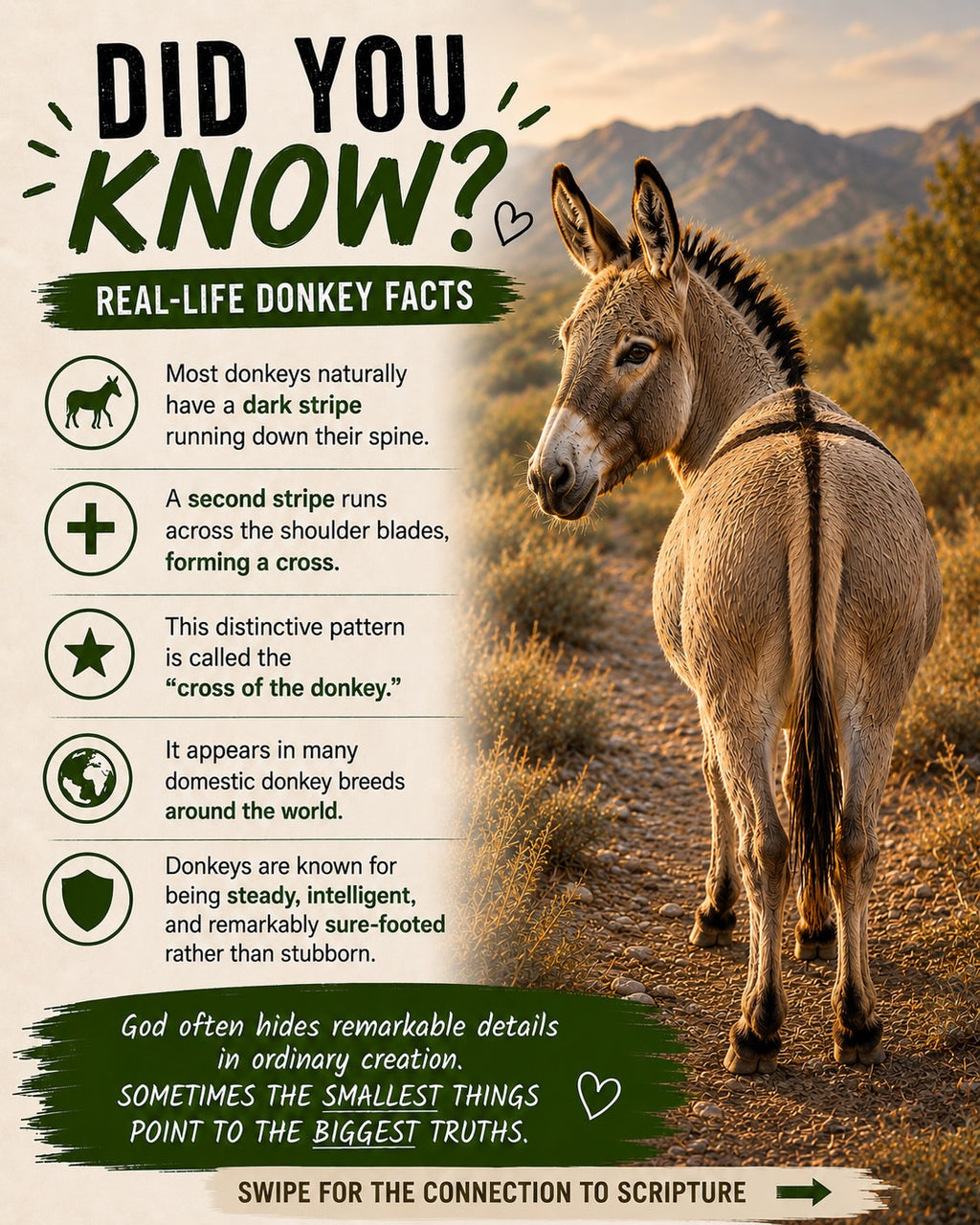 DID YOU KNOW? | Donkey's Cross Facts