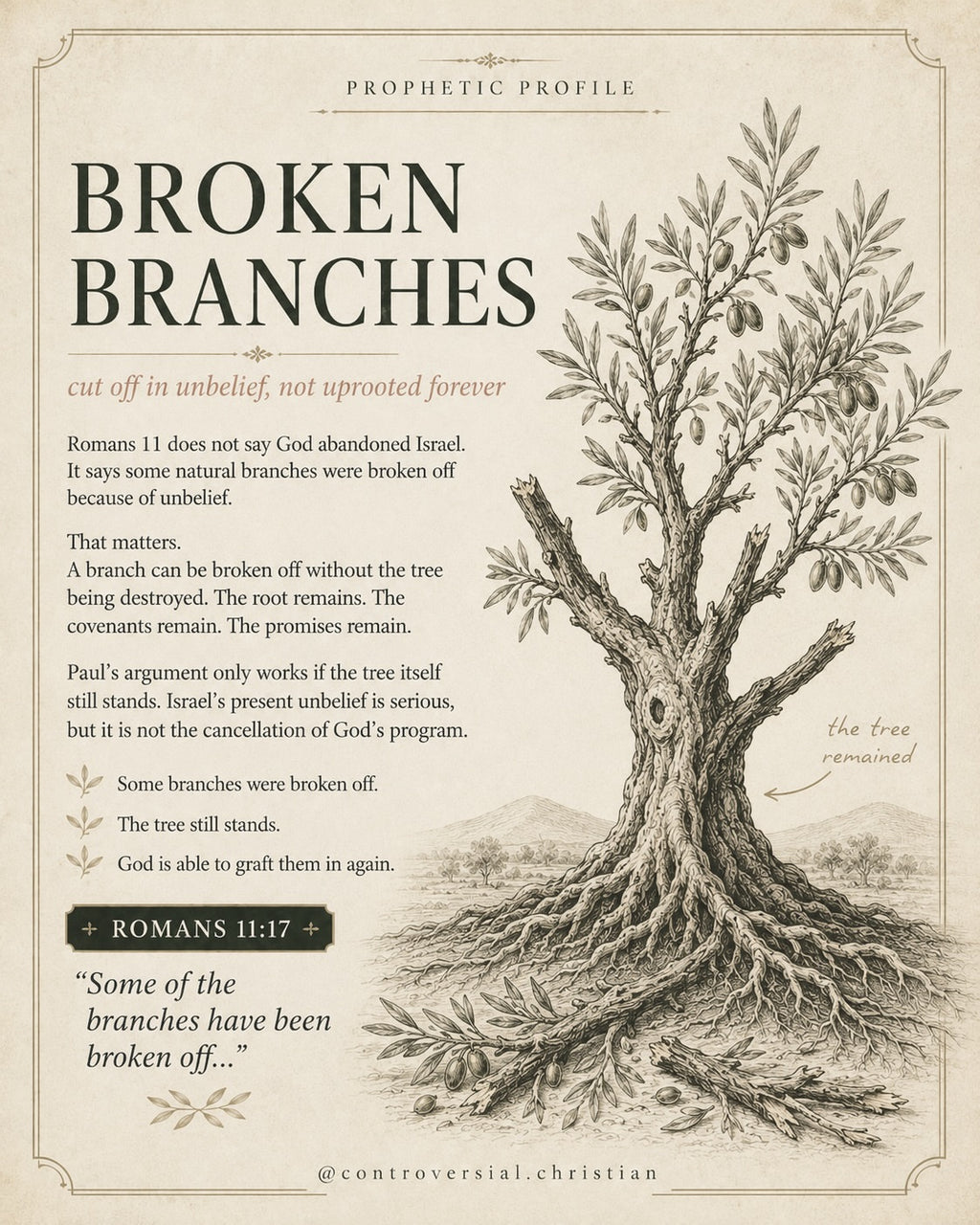 PROPHETIC PROFILE | The Olive Tree