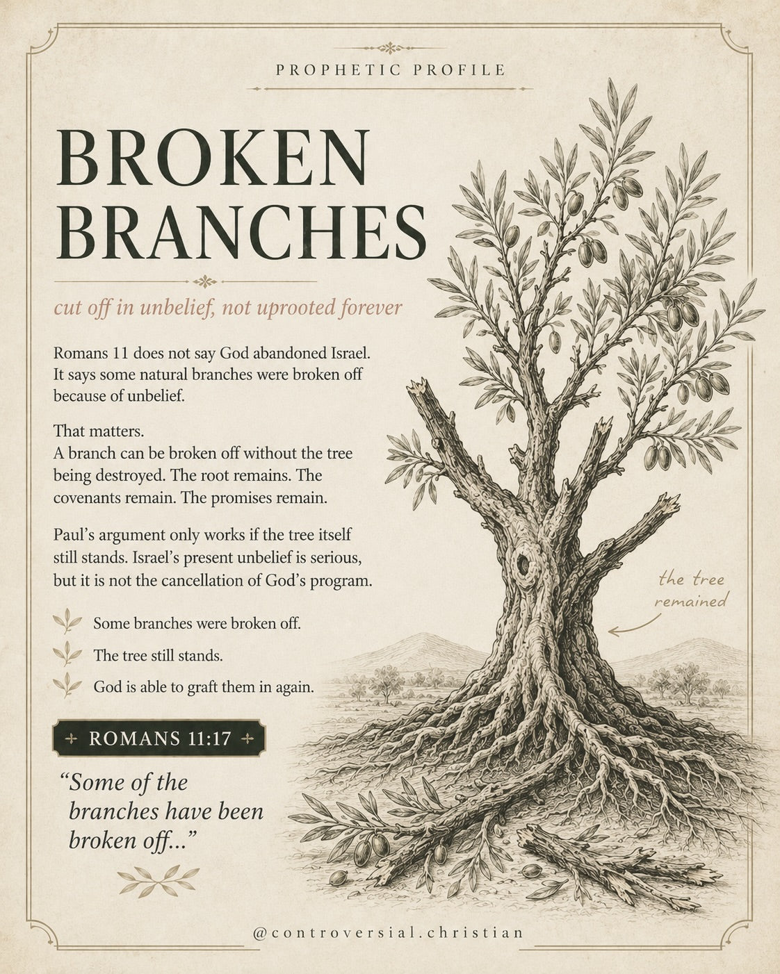 PROPHETIC PROFILE | The Olive Tree