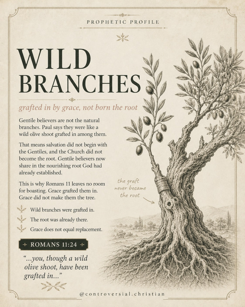 PROPHETIC PROFILE | The Olive Tree