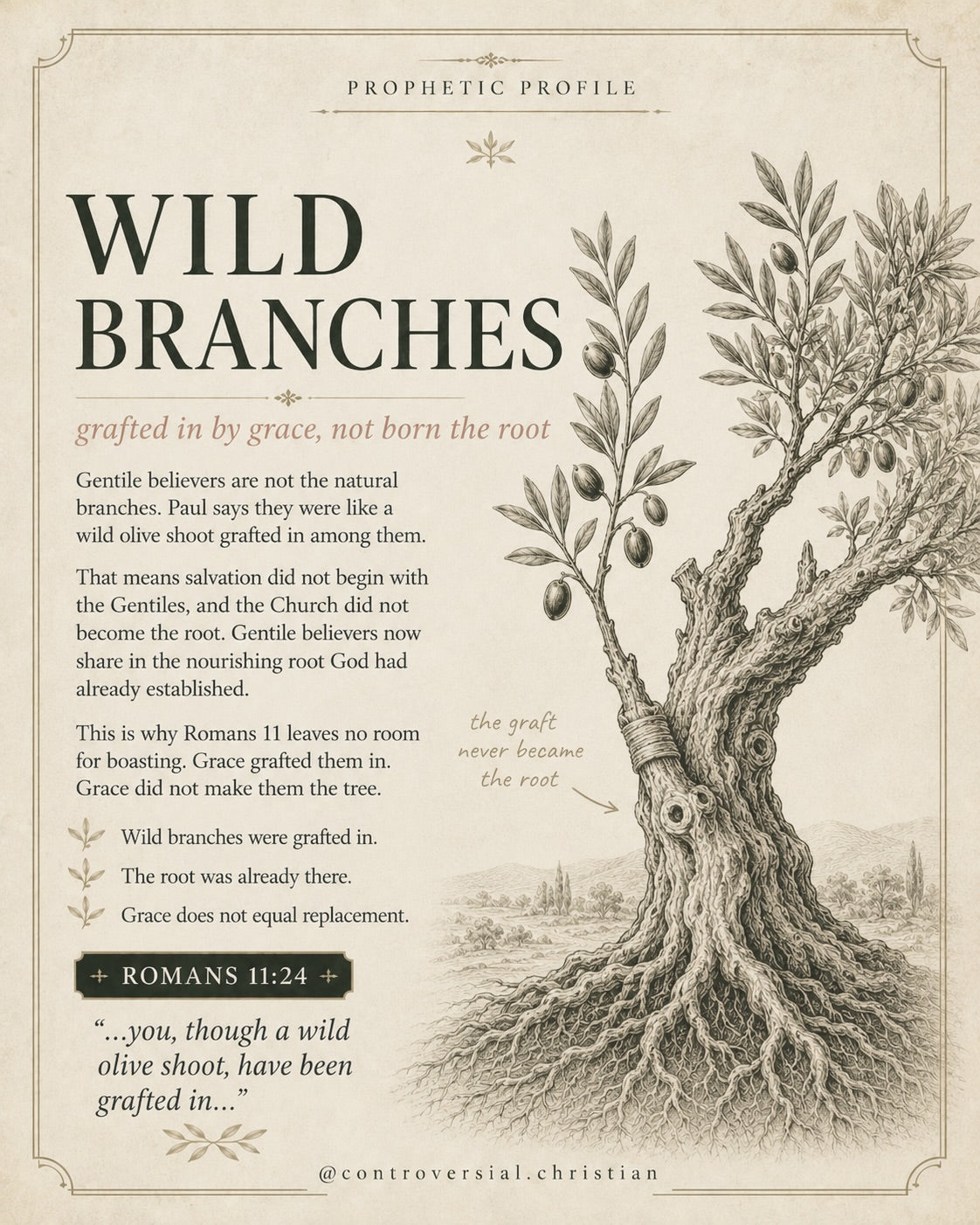 PROPHETIC PROFILE | The Olive Tree