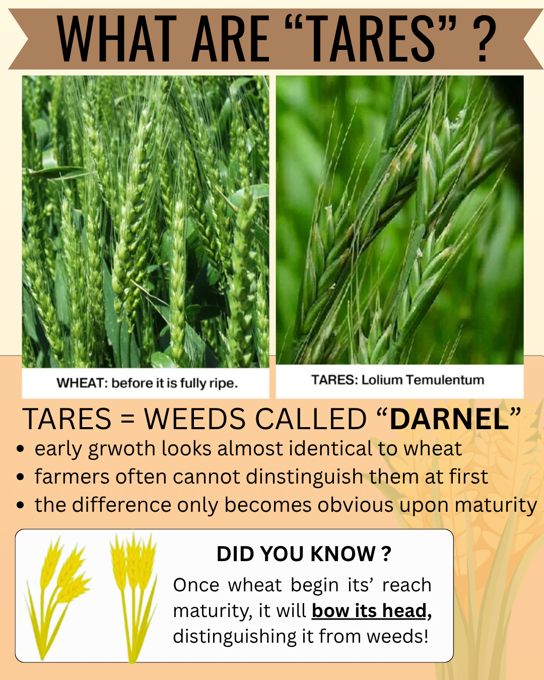 40-PARABLES | [2] | The Tares & The Wheat