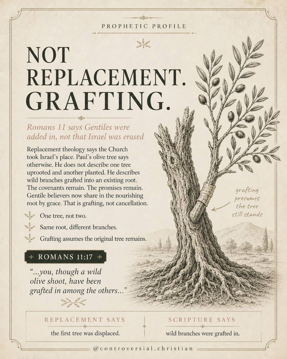 PROPHETIC PROFILE | The Olive Tree