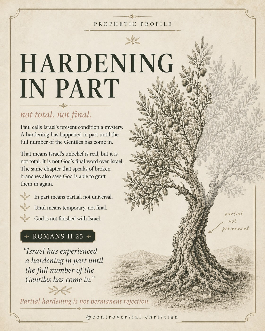 PROPHETIC PROFILE | The Olive Tree